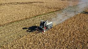 Grain Harvest - China