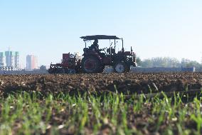 Grain Harvest - China