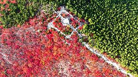 Autumn View In Jinan - China