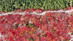 Autumn View In Jinan - China