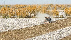 Cotton Harvest in Xinjiang