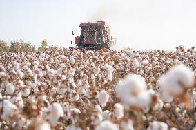 Cotton Harvest in Xinjiang