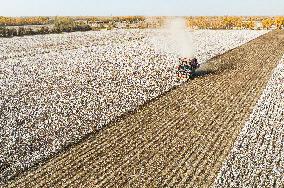 Cotton Harvest in Xinjiang