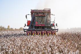 Cotton Harvest in Xinjiang