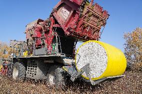 Cotton Harvest in Xinjiang