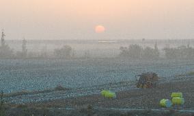 Cotton Harvest in Xinjiang