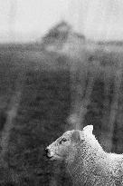 Mont-Saint-Michel and its bay in northwestern France. FC