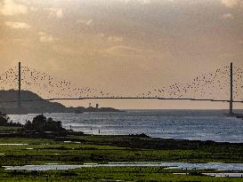 Illustration - Normandy Bridge