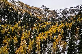 Dagu Glacier Scenic Area