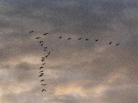 Seagulls Migrate At Sunset - Franqueville