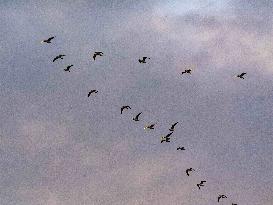 Seagulls Migrate At Sunset - Franqueville