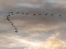 Seagulls Migrate At Sunset - Franqueville