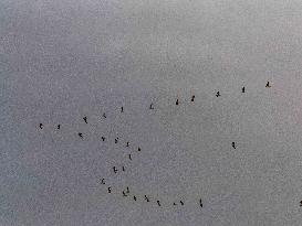 Seagulls Migrate At Sunset - Franqueville