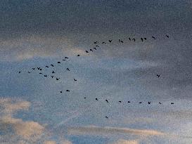 Seagulls Migrate At Sunset - Franqueville