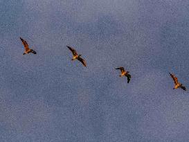 Seagulls Migrate At Sunset - Franqueville