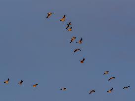 Seagulls Migrate At Sunset - Franqueville