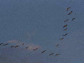 Seagulls Migrate At Sunset - Franqueville