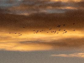 Seagulls Migrate At Sunset - Franqueville