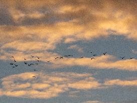 Seagulls Migrate At Sunset - Franqueville