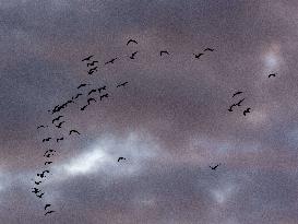 Seagulls Migrate At Sunset - Franqueville