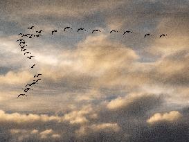 Seagulls Migrate At Sunset - Franqueville