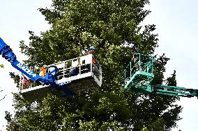 Strasbourg Is Preparing for The Festive Season - France