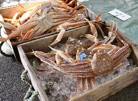 Snow crab fishing season in Japan