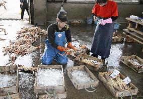 Snow crab fishing season in Japan