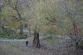 Willow Temple - Warsaw