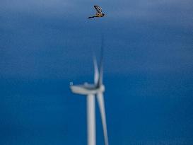 Illustration - Hobby Falcon