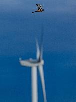 Illustration - Hobby Falcon