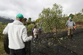 Beginning of The Olive Harvesting Campaign - Spain