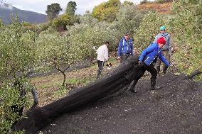 Beginning of The Olive Harvesting Campaign - Spain