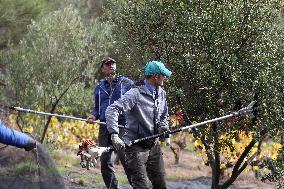 Beginning of The Olive Harvesting Campaign - Spain