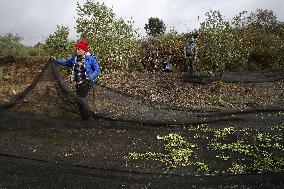 Beginning of The Olive Harvesting Campaign - Spain