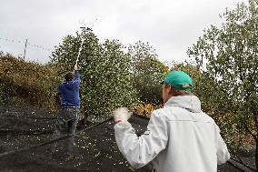 Beginning of The Olive Harvesting Campaign - Spain