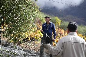 Beginning of The Olive Harvesting Campaign - Spain
