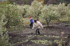 Beginning of The Olive Harvesting Campaign - Spain