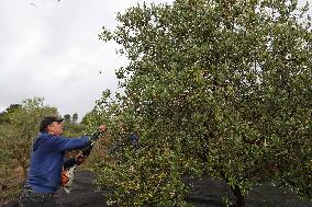 Beginning of The Olive Harvesting Campaign - Spain