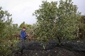 Beginning of The Olive Harvesting Campaign - Spain