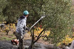 Beginning of The Olive Harvesting Campaign - Spain