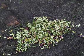 Beginning of The Olive Harvesting Campaign - Spain