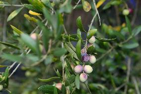 Beginning of The Olive Harvesting Campaign - Spain