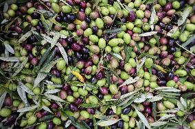 Beginning of The Olive Harvesting Campaign - Spain
