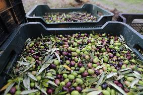 Beginning of The Olive Harvesting Campaign - Spain