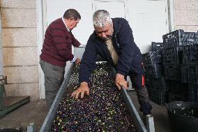Beginning of The Olive Harvesting Campaign - Spain