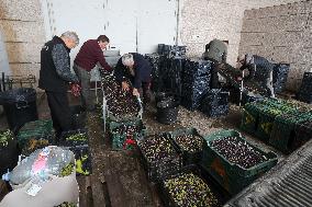 Beginning of The Olive Harvesting Campaign - Spain