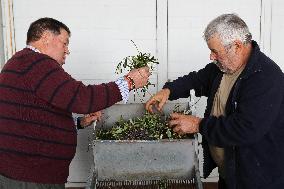 Beginning of The Olive Harvesting Campaign - Spain