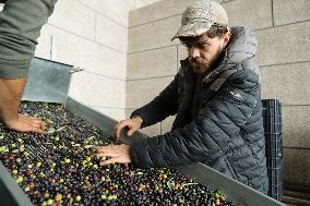 Beginning of The Olive Harvesting Campaign - Spain