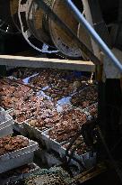 Return From Scallop Fishing - Port-En-Bessin. FC